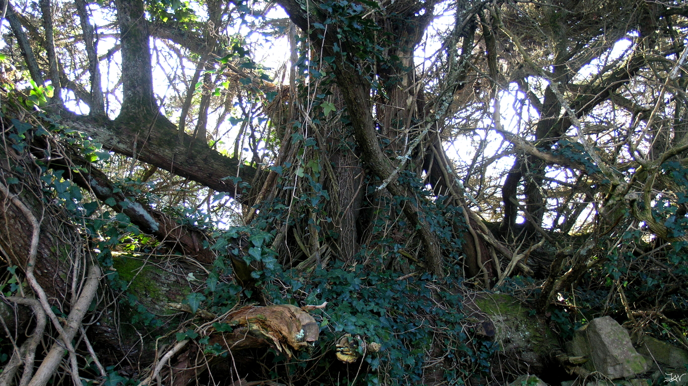 ../images/008-46 rencontres avec des arbres remarquables - Trogor.JPG