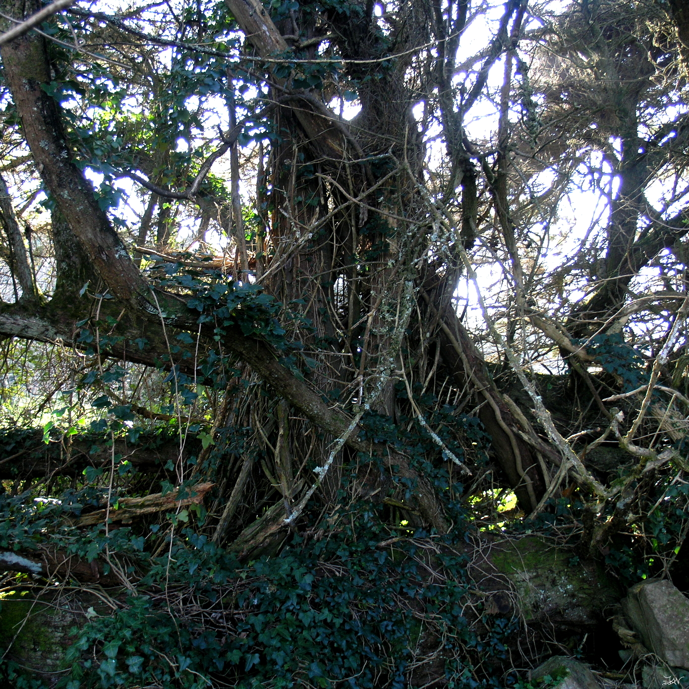 ../images/009-47 rencontres avec des arbres remarquables - Trogor.JPG