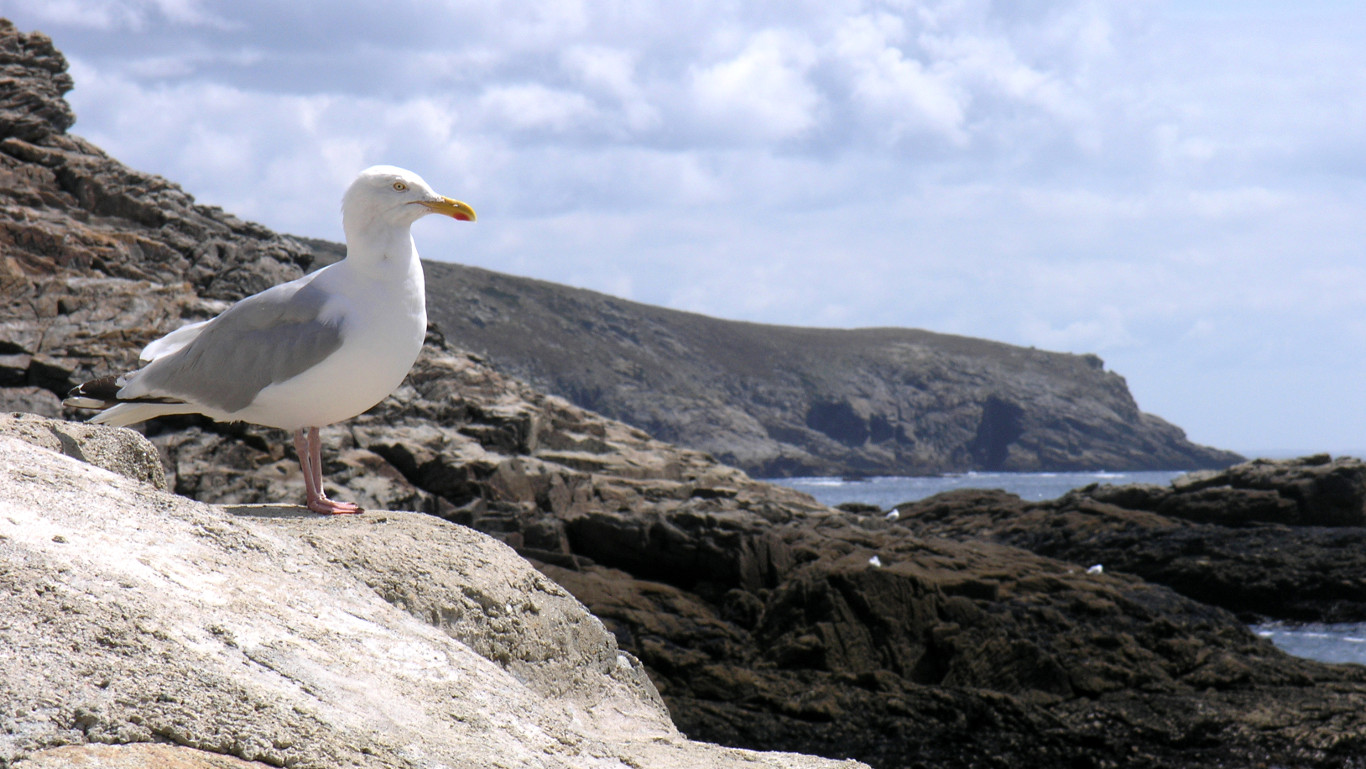 ../images/000-00 Guetteur - Watcher.jpg